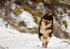 Australian Shepherd (pastore australiano) Australian Shepherd (pastore australiano)
