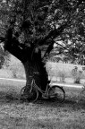 passeggiando al parco passeggiando al parco