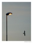 volo volo