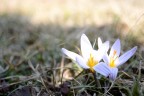 Fiori Fiori