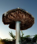 large mushroom