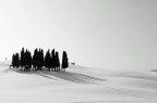 una rara immagine dei famosi cipressi in Val d'Orcia sommersa dalla neve.