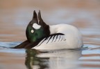 Common goldeneye