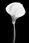 Calla Bianca Calla Bianca