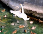 cigno cigno