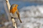 Pettirosso (Erithacus rubecola)