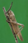Anacridium aegyptium