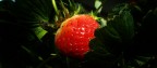 rosso fragola rosso fragola