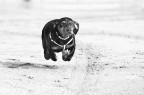 superdog superdog