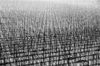 Vigneti in Lessinia SERIE Vigneti in Lessinia SERIE