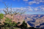 Arizona Arizona