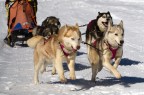 sleeddog sleeddog