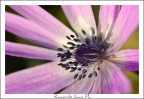 fiore fiore