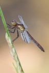 Sympetrum pedemontanum
