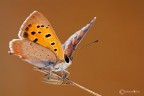 Lycaena phlaeas (Linnaeus 1761) Argo bronzeo Lycaena phlaeas (Linnaeus 1761) Argo bronzeo