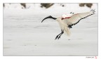 Ibis nella neve Ibis nella neve