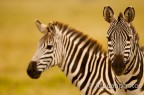 Zebre Zebre