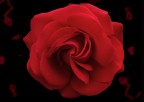 Rosa Rosa
