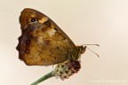 Pararge aegeria Pararge aegeria