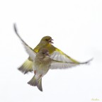 Verdone.
Avrei potuto buttarla....dato che il Verdone piu' vicino e' fuori fuoco....
Poi ripensandoci mi e' sembrata buona ugualmente perche' quello a fuoco e' in posizione predominante rispetto al primo.... quindi IMHO ci sta.
Che ne dite?