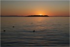 Tramonto con folaghe