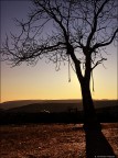 L'albero della morte! L'albero della morte!