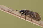 Sialis lutara Sialis lutara