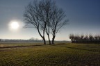 Alberi nel prato Alberi nel prato