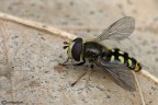 Eupeodes sp. Eupeodes sp.