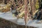 Gallinella d'acqua in inverno Gallinella d'acqua in inverno