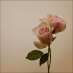 Love Songs (Contest n.60-Album Cover) Love Songs (Contest n.60-Album Cover)