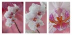 Orchidee |_|_|_| Orchidee |_|_|_|
