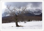 solitario