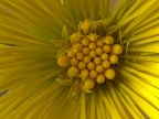 fiori ...nel fiore... fiori ...nel fiore...