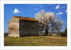 primavera primavera