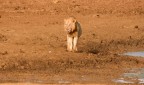 Il re della savana Il re della savana