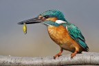 Martin pescatore (Alcedo atthis)