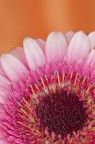 Margherita colorata
