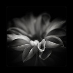 dalia dalia