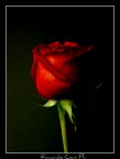 Rosa Rosa