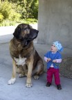 il gigante buono. il gigante buono.