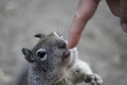 the squirrel the squirrel