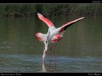 Camargue # 29