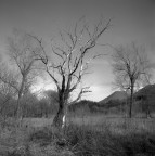 Alberi Alberi
