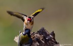 Cardellino (Carduelis carduelis)