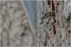 Sull'uscio di casa Sull'uscio di casa