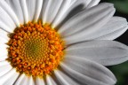 Flower ...#2 Flower ...#2