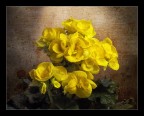 Giallo Giallo