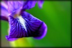 Fiore Fiore