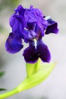 Fiore1 Fiore1